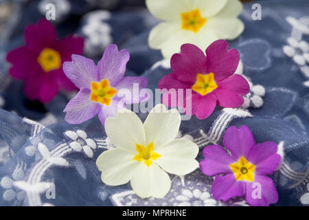 Fleurs de primevères sur tissu à motifs floraux Banque D'Images