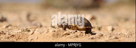 Un 6-mois desert tortoise trouvés au cours de la tortue du désert mange la translocation à bord Marine Corps Air Ground Combat Center, Twentynine Palms, Californie, le 12 avril 2017. Parce que l'animal est trop petit pour être transporté, il sera envoyé à la recherche de tortues d'élevage en captivité et de site, une évaluation à long terme de la façon de protéger les nids, les nouveau-nés et les juvéniles jusqu'à ce qu'ils se développer suffisamment résistants pour supporter les rigueurs de l'environnement physique, de résister à la plupart des prédateurs et de maturité pour adultes entièrement fonctionnelle que produire une descendance et d'accompagner la population. (U.S. Marine Corps photo par le Cpl. Julio McGraw) Banque D'Images