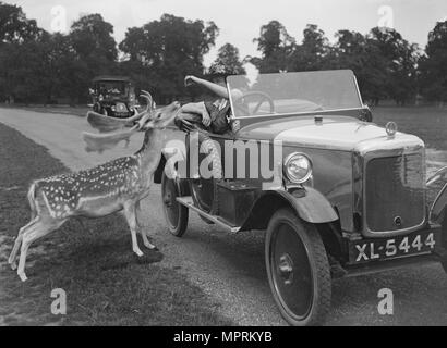 Femme dans une voiture de la BSA nourrir un chevreuil dans Richmond Park, Surrey, c1920s. Artiste : Bill Brunell. Banque D'Images