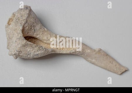 Coquillage fossilisé morceau libre. focus sélectif pour les détails de texture rugueuse Banque D'Images