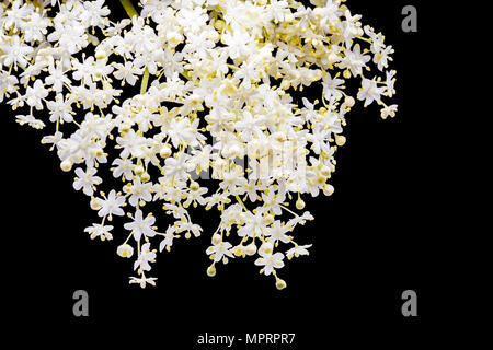 Dentelle de petites fleurs blanches sur fond noir Banque D'Images
