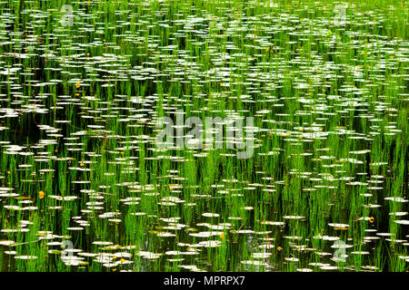 Hypnotisant photo avec des lys et la prêle des marais sur Banque D'Images