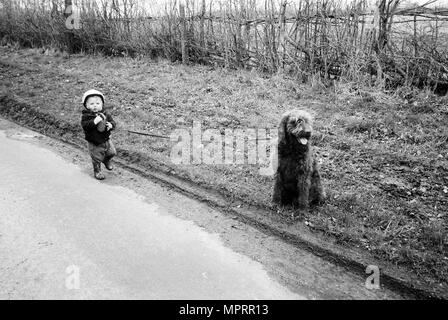 Bébé Garçon 1 ans ( 20 mois) une grande marche labradoodle chien. Medstead, Hampshire, Angleterre, Royaume-Uni. Banque D'Images