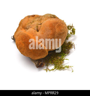 L'Inonotus cuticularis champignon isolé sur fond blanc Banque D'Images