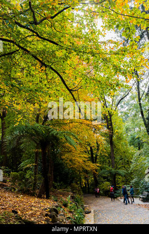 Chemin d'automne sur le Mont Dandenong Banque D'Images