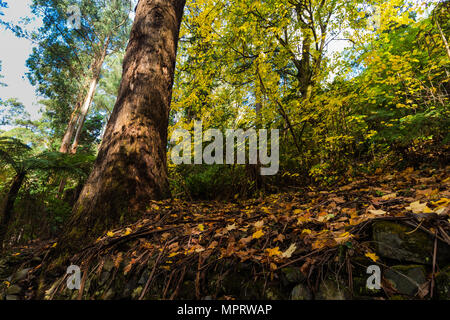 Tapis de feuilles sur le Mont Dandenong Banque D'Images