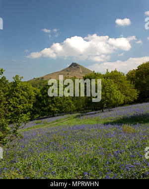 Bluebells au printemps à Roseberry Topping près de Great Ayton, North York Moors National Park, North Yorkshire, England, United Kingdom Banque D'Images