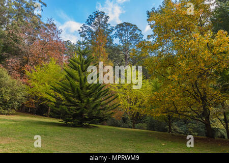 Couleurs d'automne sur le Mont Dandenong Banque D'Images