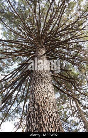 Un immense sapin du Parc National de Talassemtane, près de Chefchaouen, Maroc Banque D'Images