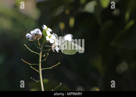 Petit papillon blanc du chou blanc ou l'Pieris rapae pieris mannii éventuellement se nourrissent d'une fleur blanche dans un pré au printemps en Italie Banque D'Images