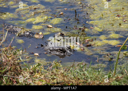 Dans un marais d'alligator, la détente au soleil, les yeux ouverts Banque D'Images