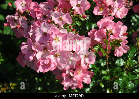 Un buisson plein de fleurs rose Banque D'Images