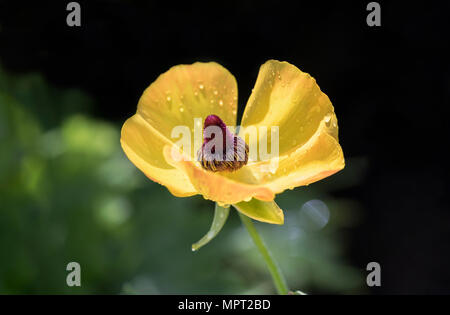 Close up of a yellow orange - Ranunculus asiaticus la floraison en mai dans un jardin Banque D'Images