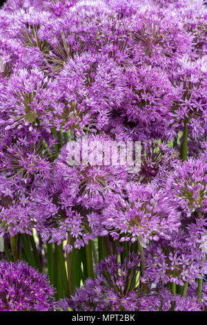 Allium 'Gladiator' Fleur afficher à une flower show. UK Banque D'Images