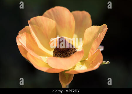 Close up of a yellow orange - Ranunculus asiaticus la floraison en mai dans un jardin Banque D'Images