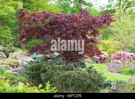 Jardin de rocaille au RHS Wisley en mai. Surrey, UK Banque D'Images