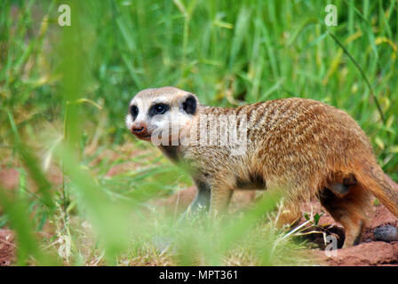 Meerkat à autour de Banque D'Images