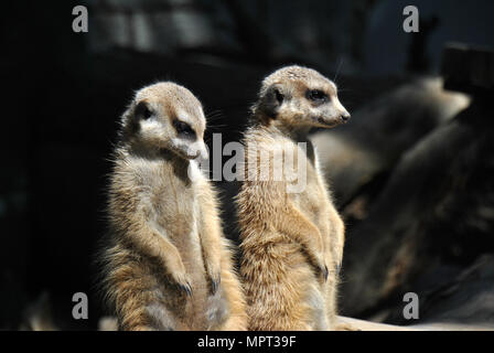 Deux suricates sur altert pour le reste du clan bénéficiant au soleil. Banque D'Images