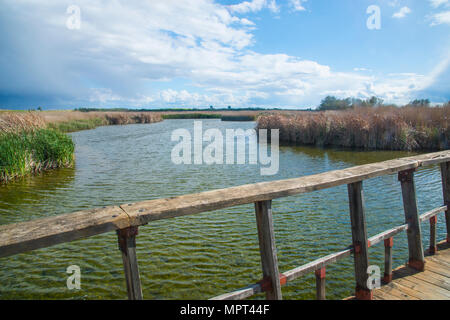 Parc National Tablas de Daimiel, Ciudad Real province, Castilla La Mancha, Espagne. Banque D'Images