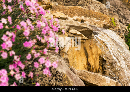 De belles fleurs en face d'une petite cascade dans un jardin de pierres. De belles fleurs en face d'une petite cascade dans un jardin de rocaille. Banque D'Images