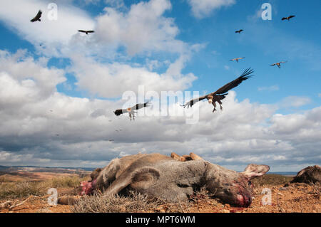 Vautour fauve, Gyps fulvus, grands oiseaux de proie en vol et de descendre pour manger un Chevreuil, Capreolus capreolus Banque D'Images