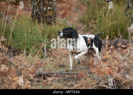 Race de chien de chasse, pointeur, soulignant Banque D'Images