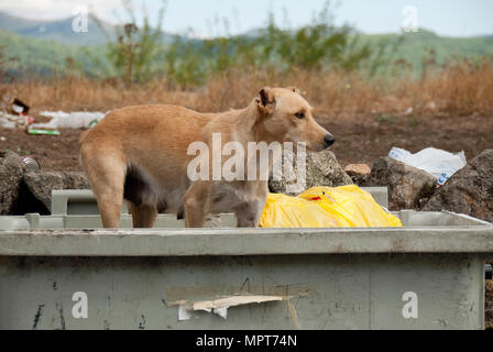 Chien errant à la recherche de nourriture dans une benne Banque D'Images