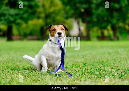 Triste perdu chien avec laisse en bouche comme concept d'abandonner les besoins animaux adoption Banque D'Images