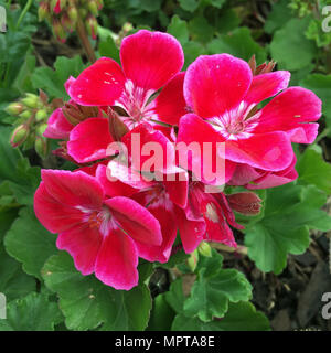 Fleurs roses avec arrière-plan de la feuille verte Banque D'Images