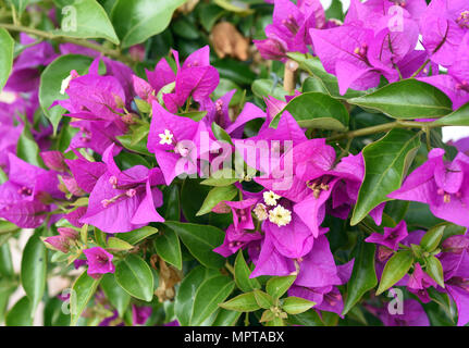 Bougainvillea glabra,,,, Kletterpflanze Drillingsblume spectabilis Banque D'Images