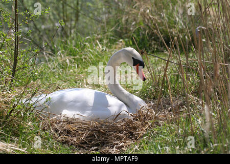 Mute swan (Cygnus olor), Femme assise sur le nid, Allgäu, Bavière, Allemagne Banque D'Images