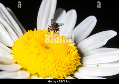 Une mouche se repose sur une fleur marguerite sauvage. Banque D'Images