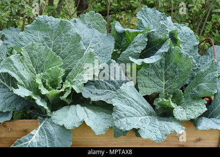 Hochbeet, Wirsing, Brassica oleracea sabauda, Kohl, Banque D'Images