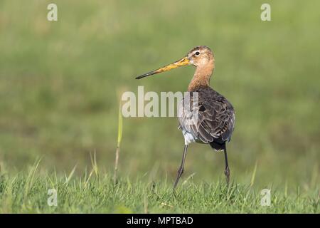 Barge à queue noire (Limosa limosa) se trouve dans l'herbe, à l'ouest de l'archipel Frison, Texel, Hollande du Nord, Pays-Bas Banque D'Images