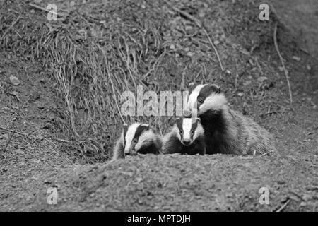 Blaireau d'adultes et deux oursons qui sortent d'un sett dans la forêt de Dean Banque D'Images