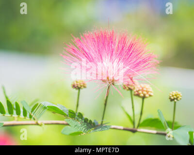 Libre de Mimosa Albizia julibrissin fleurs dans le fond du jardin Banque D'Images