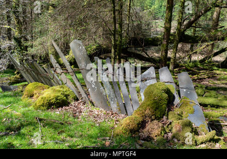 Ratgoed prononcé an Allt goed in native Welsh, est un village minier abandonné l'ardoise dans le Dyif Aberllefenni, Forêt. Clôtures en ardoise ancienne sont partout Banque D'Images