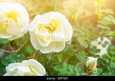 Belle Nature fond blanc avec fleurs roses sauvages d'arbuste à feuilles vert pastel lumière dorée en torchère. Été Printemps Floraison Weddin Banque D'Images