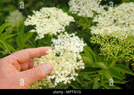 Ancien. Sambucus nigra. Banque D'Images