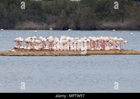 Flamant rose (Phoenicoptériformes ruber) Banque D'Images