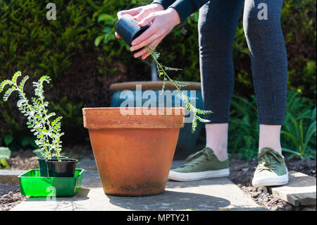 La plantation des semis de pois chiches. Banque D'Images