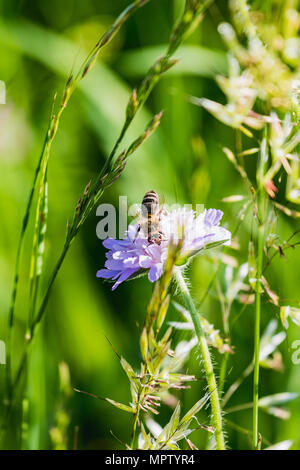 Close up of a busy bee la récolte du miel suisse Banque D'Images