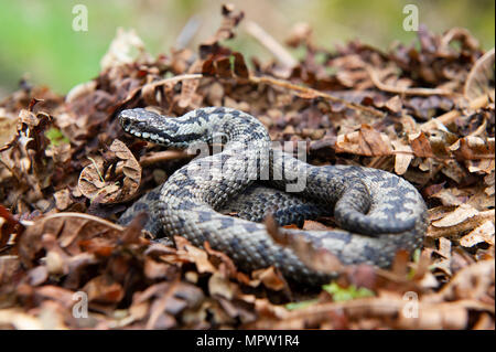 Une vipère (Vipera berus), Britains seul serpent venimeux recroquevillée sur un tas de feuilles. Banque D'Images