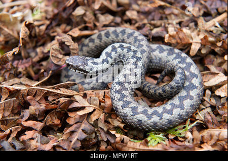 Une vipère (Vipera berus), Britains seul serpent venimeux recroquevillée sur un tas de feuilles. Banque D'Images