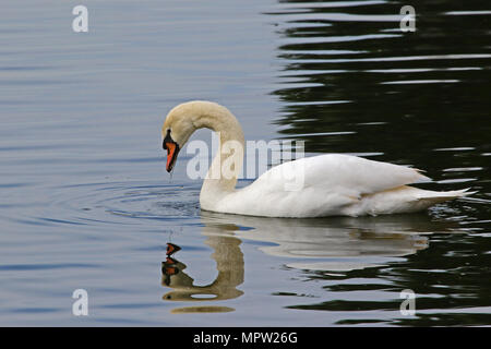 Cygne muet close up nom Latin Cygnus olor famille des anatidés l'alimentation et de natation dans un lac du centre de l'Italie au printemps une série de photographies Banque D'Images