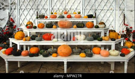 Citrouilles et courges d'ornement dans la vigne, Audley End House, Saffron Walden, Essex, c2006. Artiste : Peter Williams. Banque D'Images