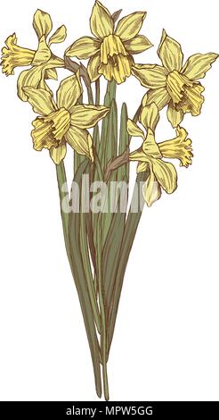 Vector hand drawn jonquilles illustration Illustration de Vecteur