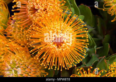 Pin cushion jaune fleur protea, Close up avec des feuilles et autres fleurs en arrière-plan. Proteas sont actuellement cultivées dans plus de 20 pays. La Pro Banque D'Images