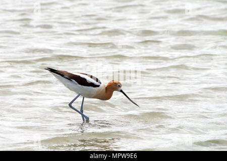 L'Avocette d'Amérique à la recherche de nourriture dans les eaux côtières peu profondes. Banque D'Images