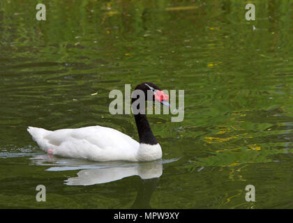 Un black necked Swan, le plus gros gibier originaire d'Amérique du Sud, la baignade dans un étang avec reflet vert à partir de plantes qui l'entourent. Banque D'Images